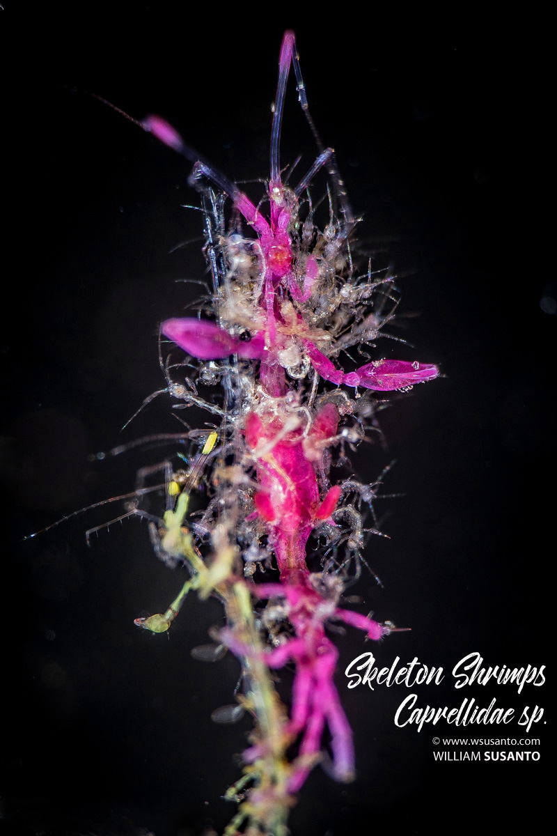 Skeleton Shrimp with Babies